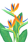 Birds of Paradise Painting