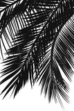 Black Palm Tree Leaves Set of 3