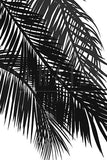 Vintage Palm Tree Black and White