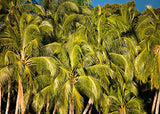 Palm Tree Grove