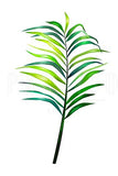 Palm Leaf