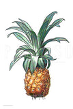 Pineapple Vintage