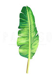 Palm Leaf