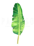 Palm Leaf